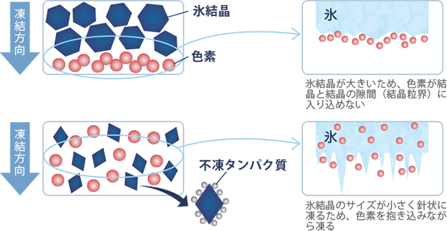 魚類不凍タンパク質の効果とその応用分野 ニチレイの不凍タンパク質 研究開発部門の外販製品 サービス ニチレイ