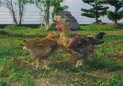 純国産鶏種 純和鶏