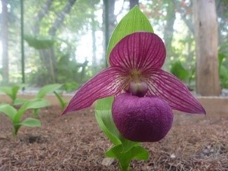 開花したホテイアツモリ