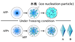 不凍蛋白の産業応用の説明図01